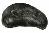 Fossil Whale Ear Bone - Miocene #99979-1